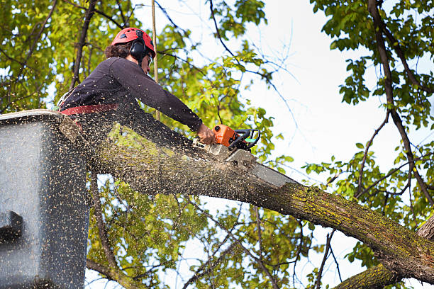 Roxborough Park, CO Tree Services Company